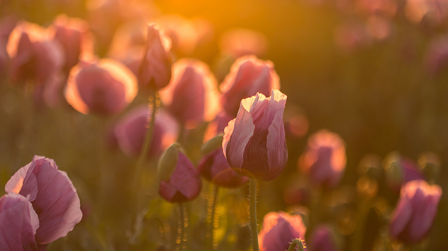 Blumen im Sonnenlicht 