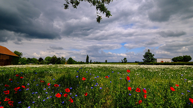 Himmel mit Wolken und Mohnfeld