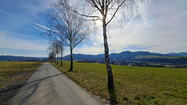 Birkenallee März Frühling