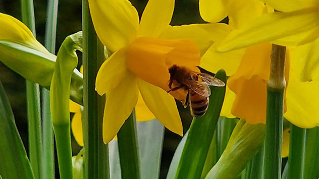 Biene Narzissen