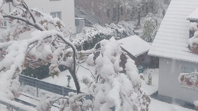 Aprilschnee bei Kassel. 