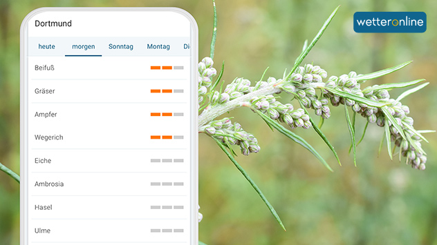 © HHelene / Shutterstock.com Pollenflug-App mit hoher Belastung durch Beifuß- und Gräserpollen vor Foto einer blühenden Beifußpflanze.