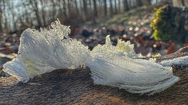 Haareis auf Waldboden 