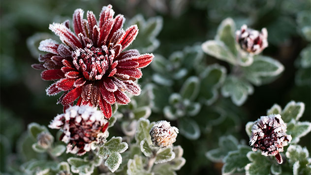 Blume mit feinem Reif