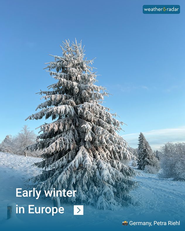 Snow covered conifer under blue skies in a winter landscape.