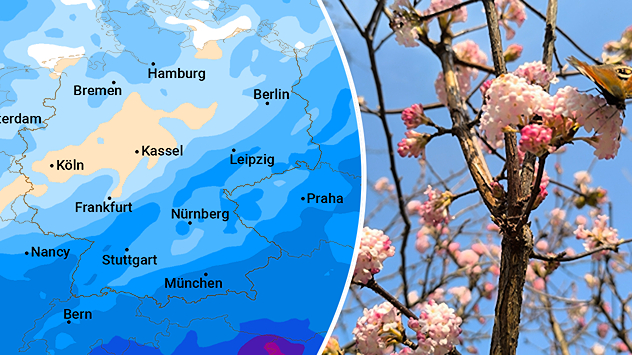 Niederschlagssummenkarte und Foto eines blühenden Duftschneeballs