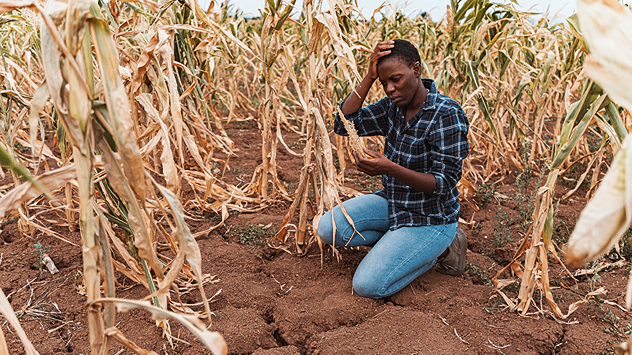 A young woman is kneeling in a cornfield, tending to her plants