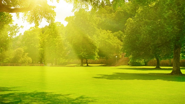 Image of a field surrounded by trees. All in full leaf as sunlight shines down from the sky.