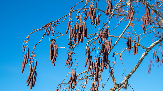 Kätzchen von Erlenbäumen vor blauem Himmel