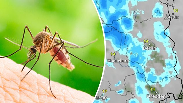 Stechmücke saugt Blut aus menschlicher Haut vor grünem Hintergrund und Wetterkarte mit Regen (c)  frank60/Shutterstock.com
