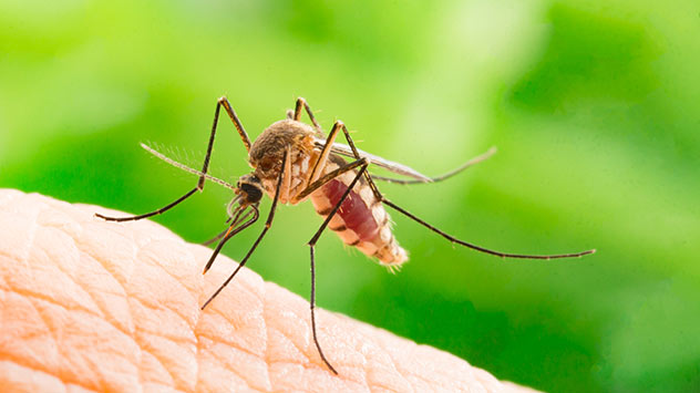 Stechmücke saugt Blut aus menschlicher Haut vor grünem Hintergrund.