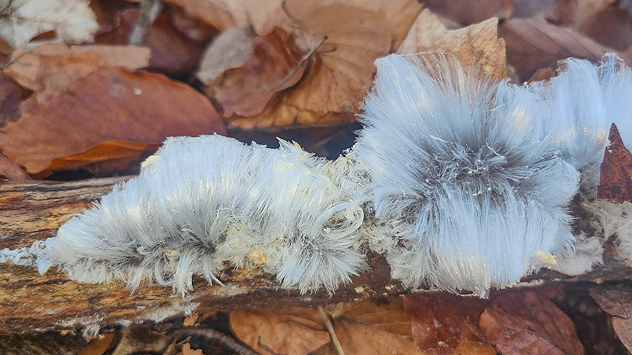 Haareis tritt aus einem verrottenden Holzstück aus.