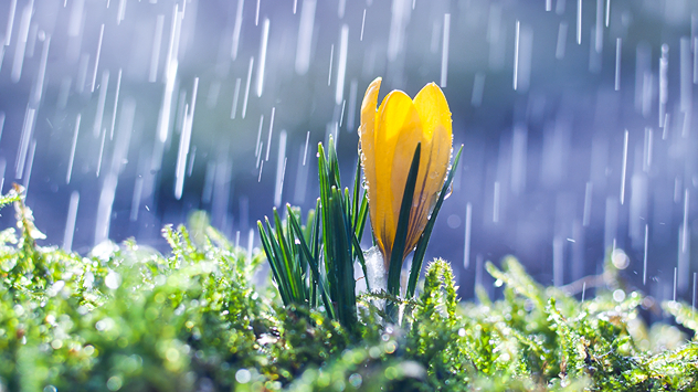 Gelber Krokus im Moos während eines Regenschauers. Regentropfen fallen sichtbar im Hintergrund.