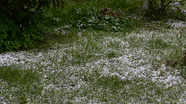 Graupel auf Wiese