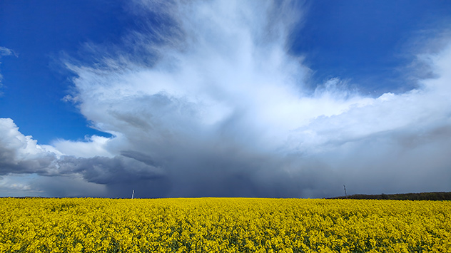 Klassische Schauerwolke vor blauem Himmel über Rapsfeld