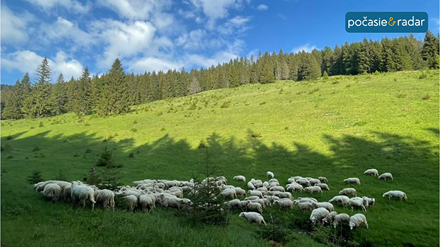 Stádo oviec na zelenej horskej lúke pod modrou oblohou s oblakmi