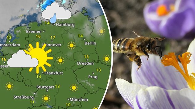 Grafik mit Wetterkarte für Deutschland und Sonnensymbolen. Angezeigte Temperaturen zwischen 10 und 17 Grad. Rechts im Bild eine Biene auf einer Krokusblüte. (c) Anke Meinardus 