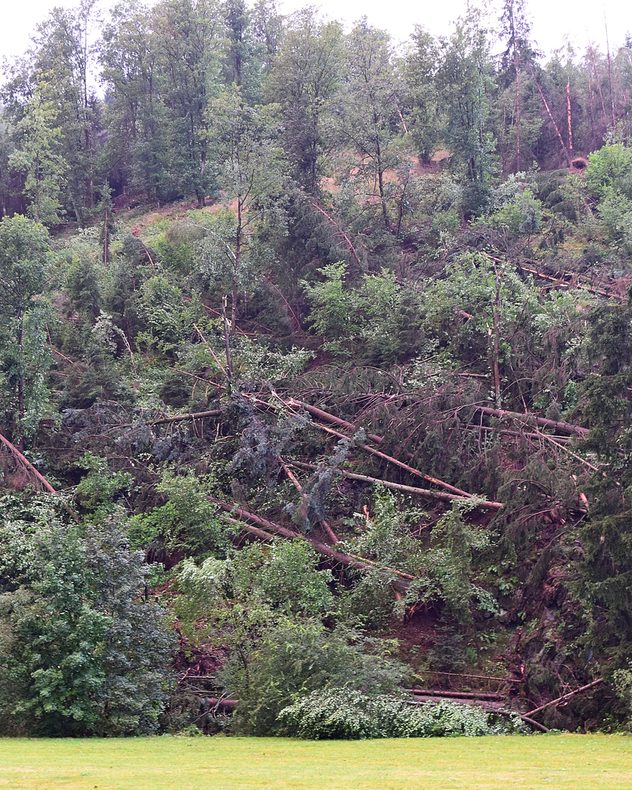 In einigen Waldgebieten wurden Dutzende Bäume abgeknickt oder entwurzelt.