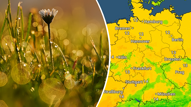 Blüte im taufeuchten Gras neben einer Wetterkarte mit milden Temperaturen. Symbol für frühlingshaftes Wetter in Deutschland.