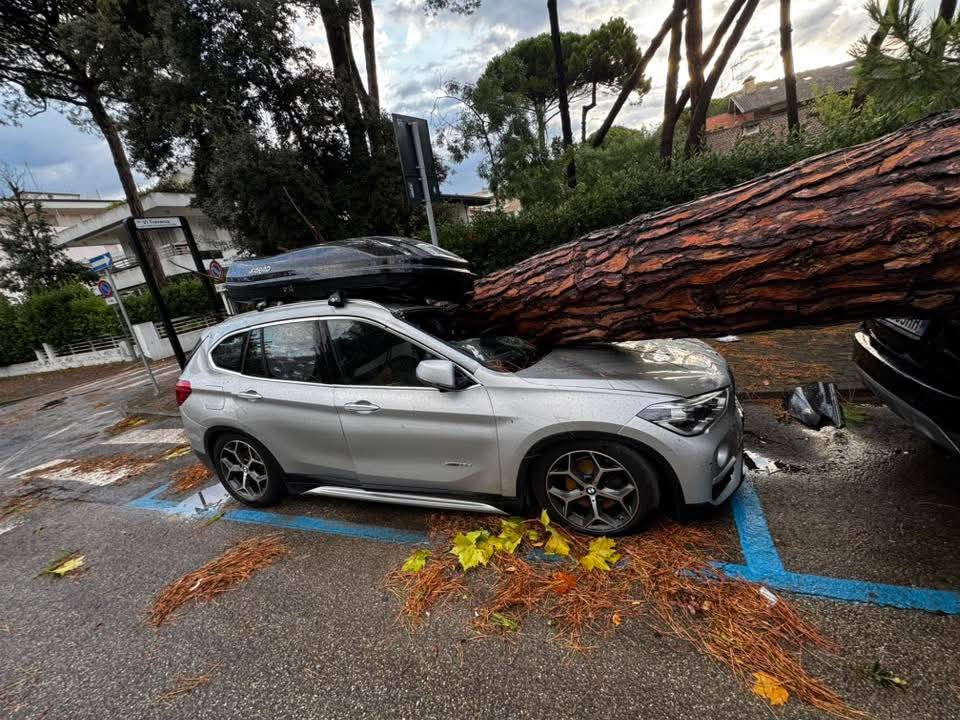 Alberi abbattuti a Rimini e Cesenatico