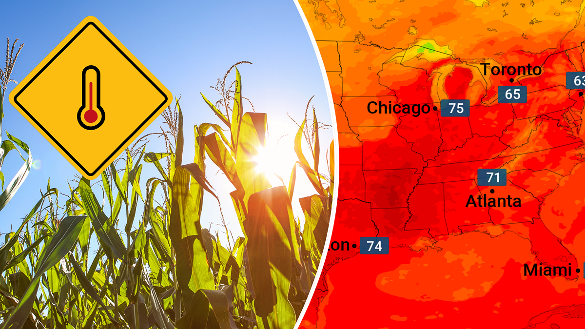 Corn is making the heat worse – Weather News
