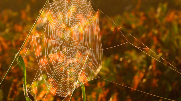 © Marion Hobelsberger Spinnennetz im Herbst