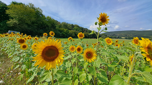 © Wenzel Kathrin Sonnenblumenfeld vor blauem Himmel mit Schleierwolken