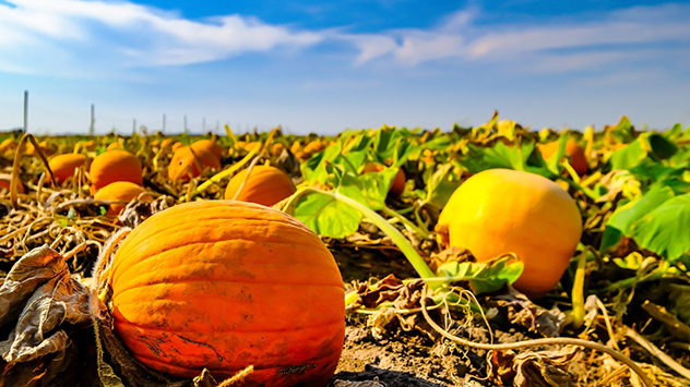 © Gabriele Klein Kürbisse auf einem Feld bei blauem Himmel