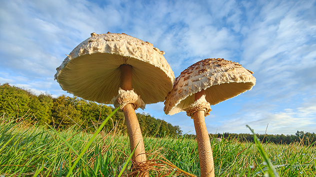 © Torsten Brehme Zwei Pilze vor blauem Himmel