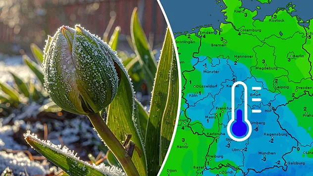 Pflanzenknospe mit Raureif auf kaltem Boden Temperaturkarte zeigt Frostwerte in Deutschland Hinweis auf verbreiteten Bodenfrost in der Nacht