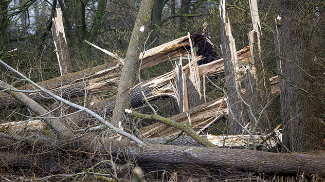 Vom Sturmtief NADIA zerstörte Bäume liegen in einem kleinen Waldgebiet. 