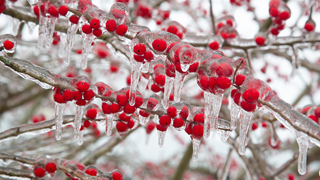 Eisregen: Rote Beeren an Zweigen, von klarem Eis überzogen, mit herabhängenden Eiszapfen.