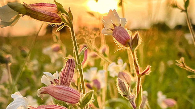 Die letzten Blüten des Sommers