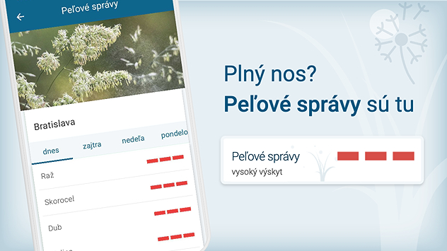 Telefón s aplikáciou Počasie & Radar s predpoveďou výskytu peľu v lokalite Bratislava. Nachádzajú sa tu peľové správy.
