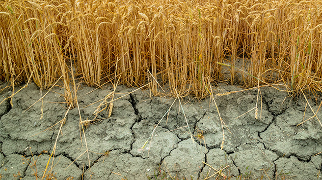 Dürre vor Feld