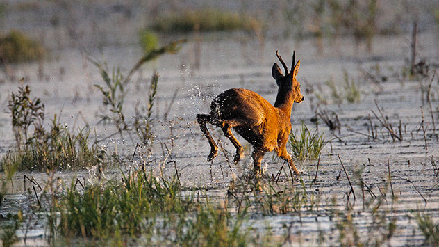 Wildtiere Hochwasser