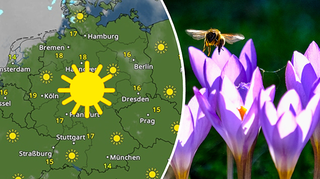 Wetterkarte mit Sonnensymbolen über Deutschland neben blühenden Krokussen mit Biene. Symbol für sonniges, mildes Vorfrühlingswetter.