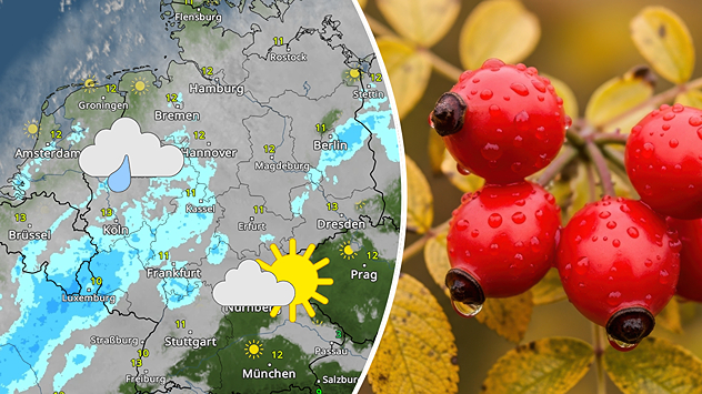 Links: WetterRadar-Karte vom 10. Dezember zeigt viele Schauer im Westen und Nordwesten, Sonne im Südosten bei rund 12 °C. Rechts: Nahaufnahme von roten Hagebutten mit Regentropfen – typische feuchte Dezemberstimmung.