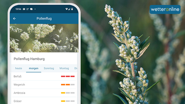 Beifuß blüht über einen langen Zeitraum hinweg. Er bildet rispenartige Blütenstände aus, die aus zahlreichen Körbchenblüten bestehen.