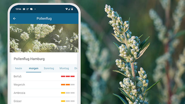 Pollenvorhersage mit Beifuß für Hamburg
