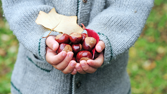 Kind hält glänzende Kastanien und bunte Herbstblätter in beiden Händen, bekleidet mit einem grauen Strickpullover – herbstliche Stimmung im Freien.