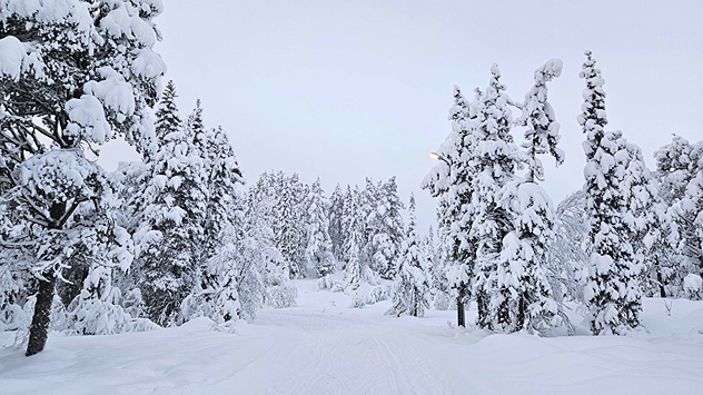 Bosque nevado con árboles cubiertos de nieve y sendero bajo un cielo gris.
