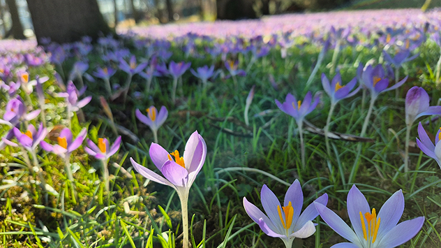 Hunderte Krokusse auf einer Wiese.