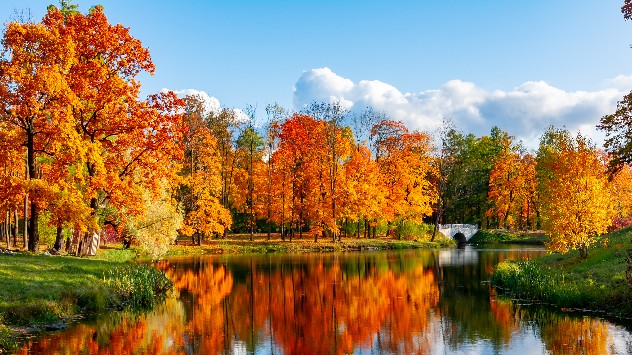 Goldene Blätter spiegeln sich in einem See