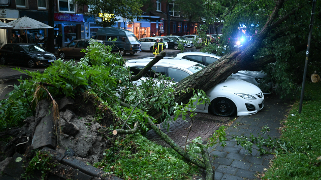 Baum stürzt auf Autos