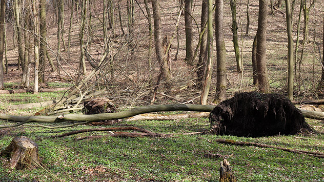 Umgestürzte Bäume im Wald