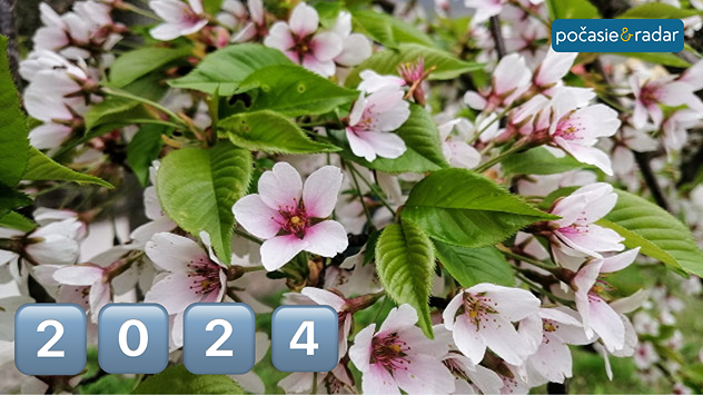 Rozkvitnuté jarné kvety na strome, symbol jari s označením roku 2024