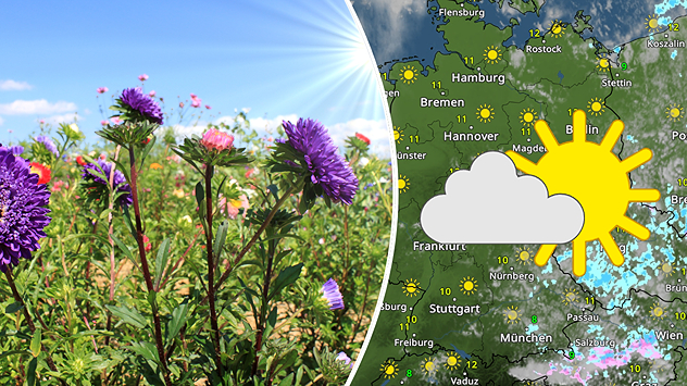 Links: Blühende violette Herbstastern auf einem sonnigen Feld unter blauem Himmel. Rechts: WetterRadar-Karte mit Sonne-Wolke-Symbol – viele sonnige Abschnitte über Deutschland bei Temperaturen um 11 °C.