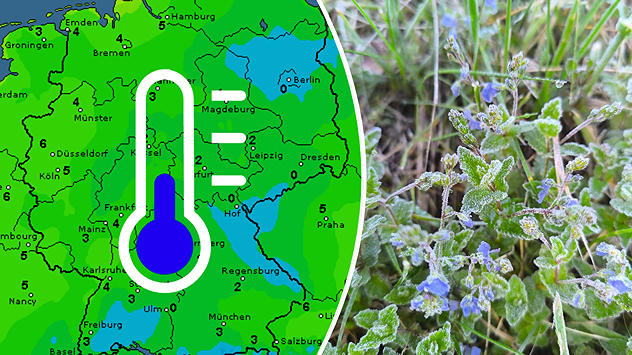 Deutschlandkarte mit Prognose für Bodenfrost in der Nacht auf Sonntag und daneben Pflanzen mit Raureif am Boden.
