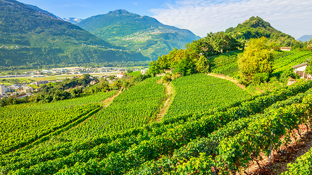 Weinberge im Wallis in der Südschweiz